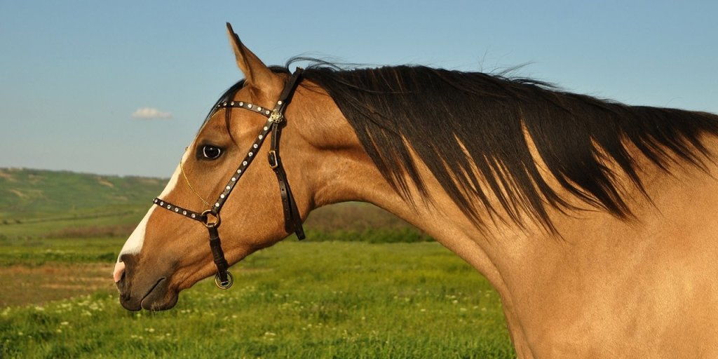 10.09.2021 МОСОРС. Объявление. Поездка в частный конный клуб «Орловский»